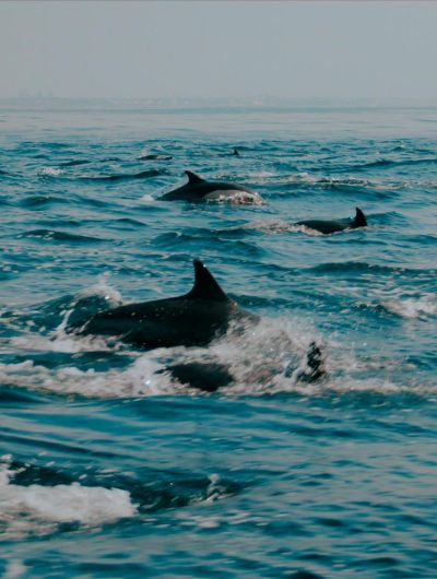 Whale Watch & Afternoon Tea Escape